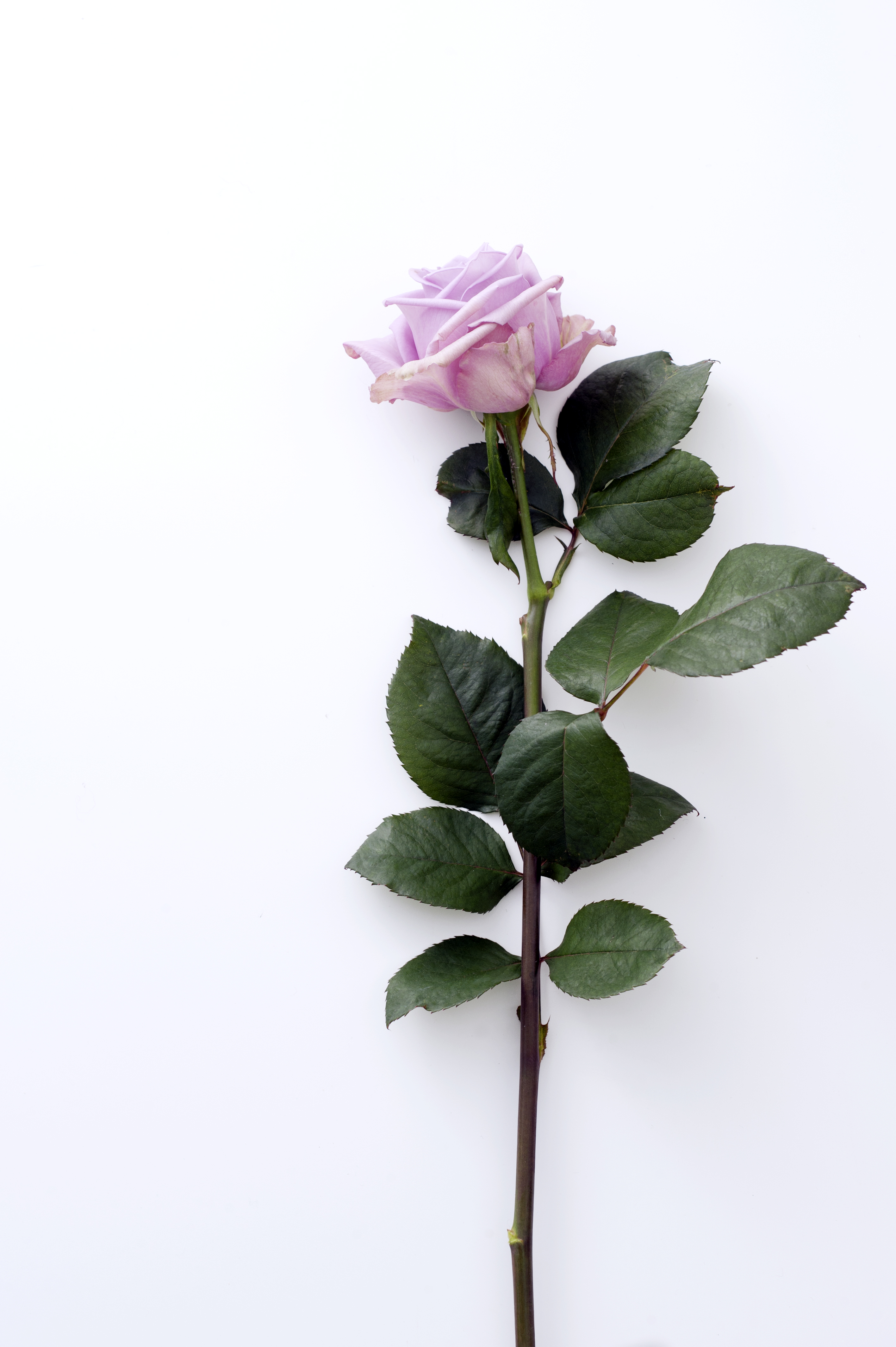 pellet Trouwens Isoleren Roos | Mooi wat bloemen doen