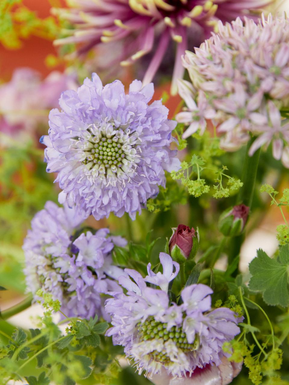 scabiosa lentebloem | mooiwatbloemendoen