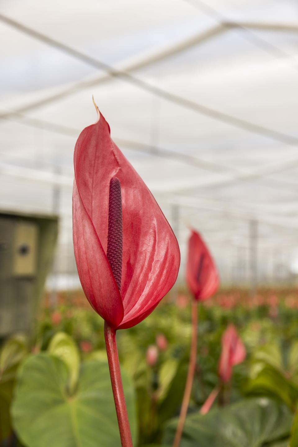 anthurium schutblad bloem snijbloem | mooiwatbloemendoen