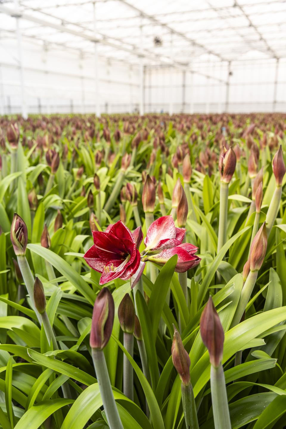 amaryllis kweken | bloei amaryllis | snijbloem amaryllis