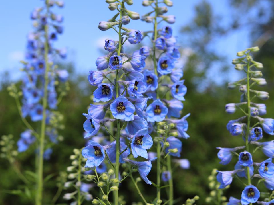 ridderspoor in tuin | blauwe ridderspoor | delphinium blauw