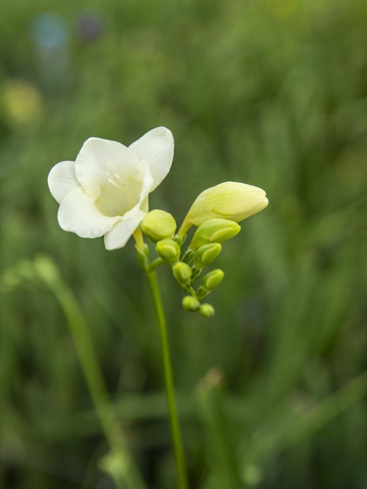 witte freesia | freesia kwekerij | akerboom freesia