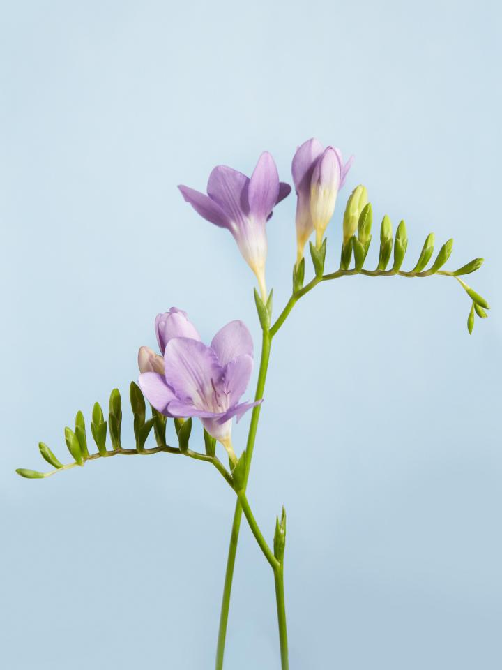 freesia | paarse freesia 