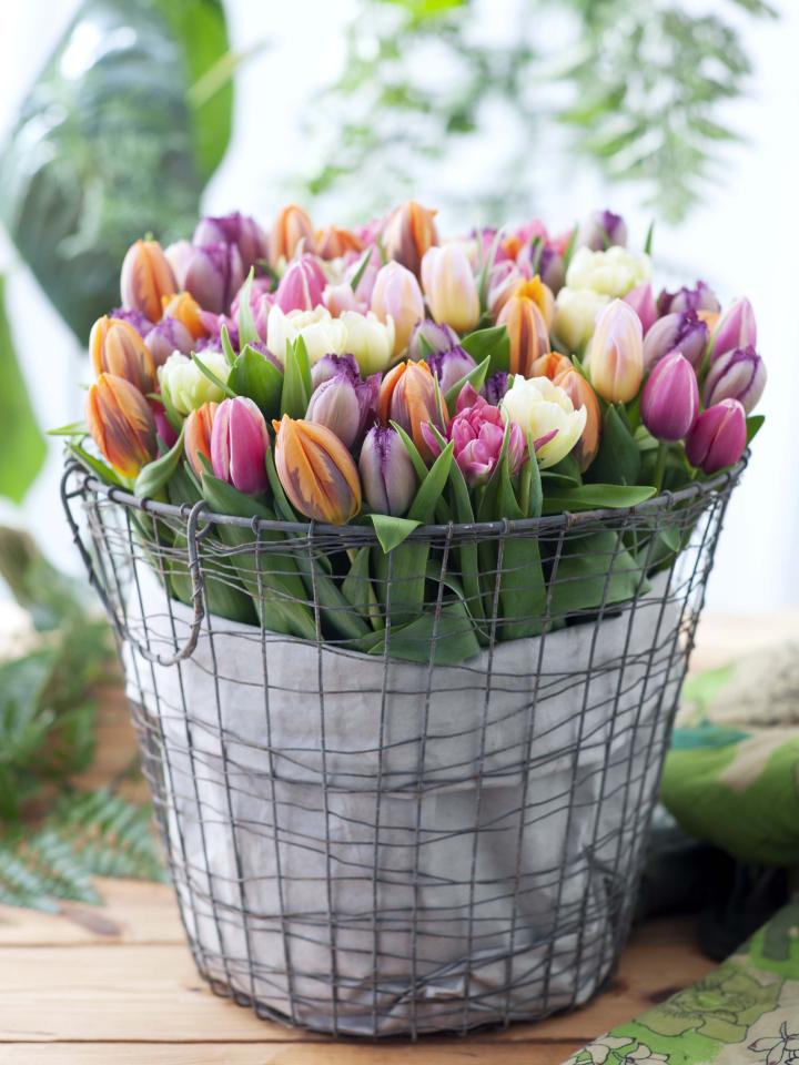Voorlopige prioriteit Viva Vrolijk van de tulp | Mooi wat bloemen doen
