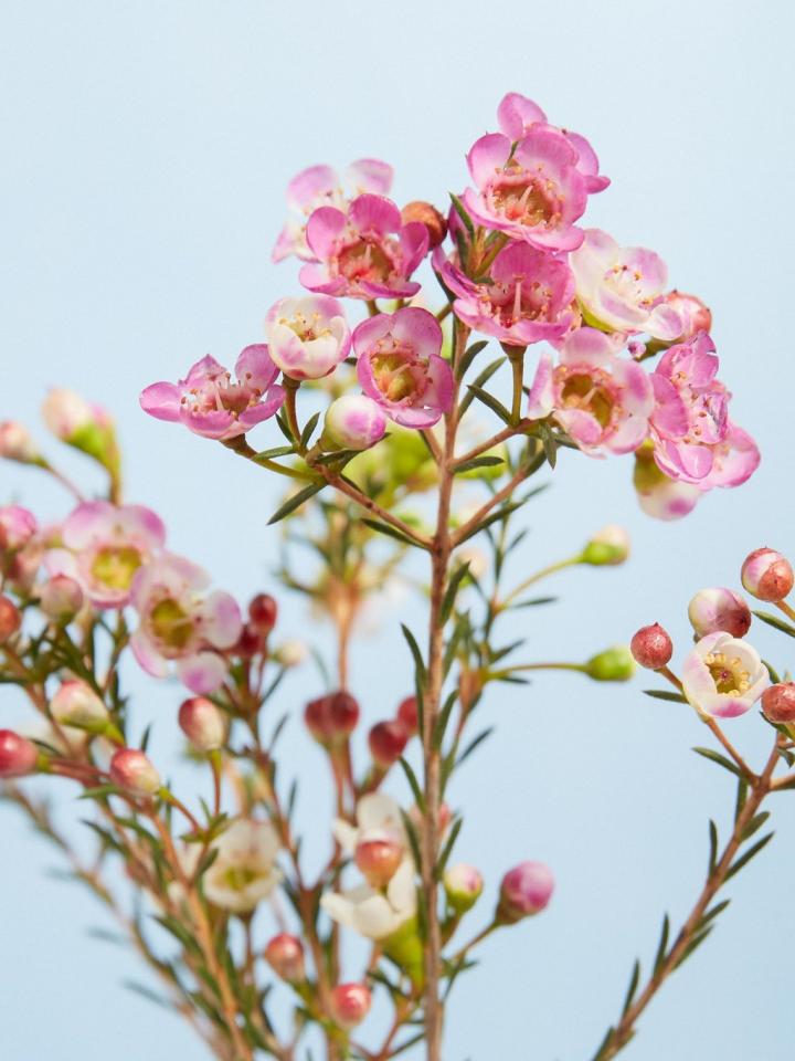 Waxflower | wat bloemen doen