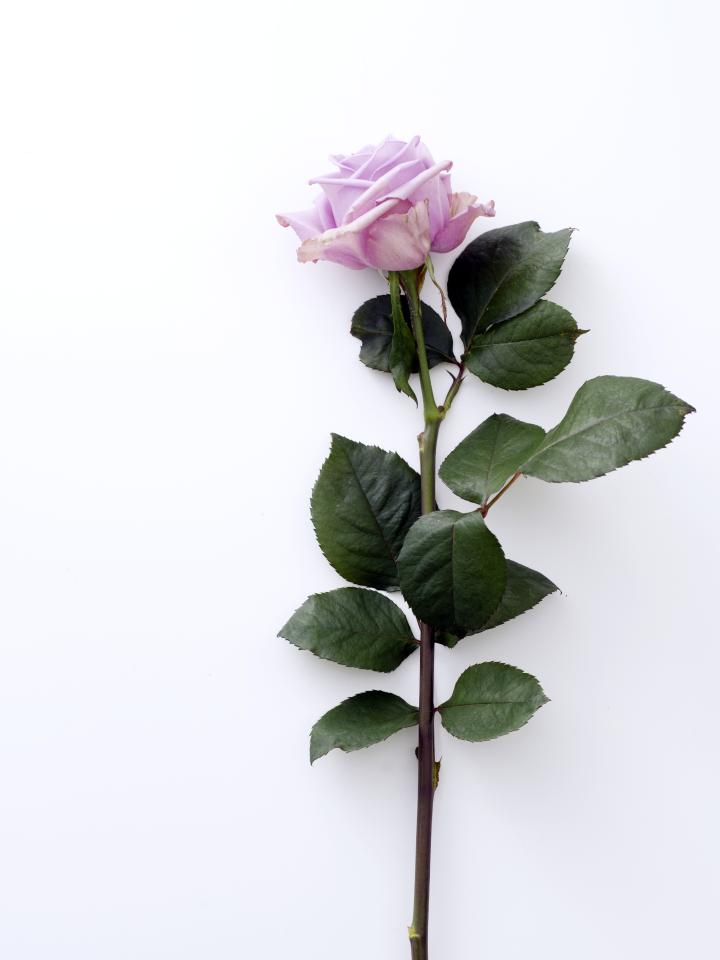 pellet Trouwens Isoleren Roos | Mooi wat bloemen doen