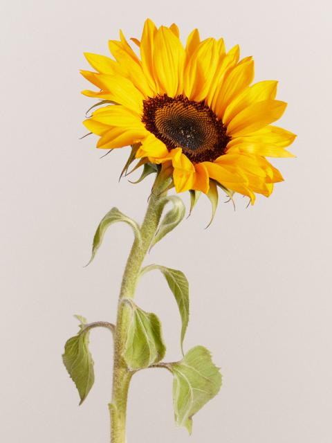 zonnebloem | helianthus | zomerbloem geslaagd