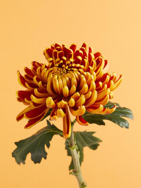 chrysant | rouwbloem | bloemen bij uitvaart
