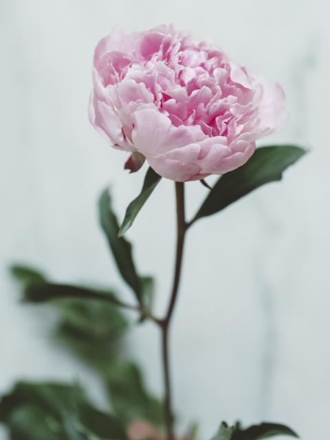 pioenroos roze | peony | pioenroos symboliek