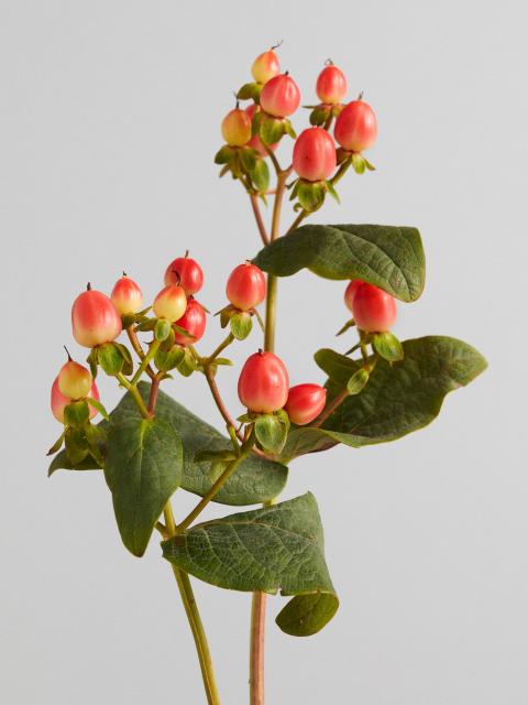 hypericum | mooiwatbloemendoen