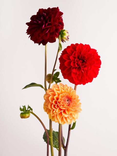 dahlia bloem uitvaart | rouwen bloemen